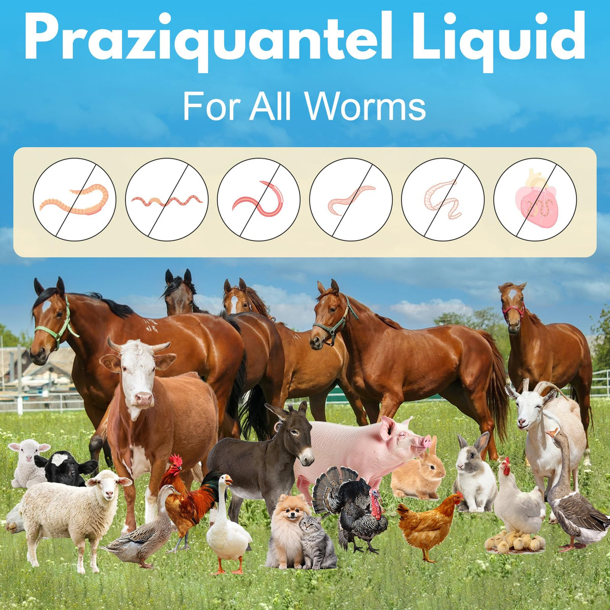 Praziquantel Dewormer 100 mL K603020